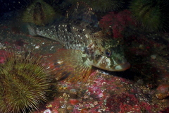 Hexagrammos stelleri