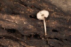 Pluteus seticeps
