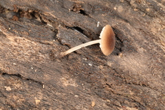 Pluteus seticeps