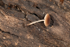 Pluteus seticeps