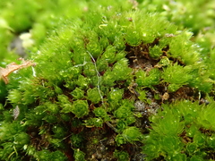 Ptychostomum pallescens