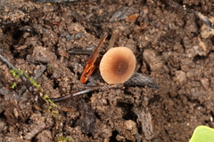 Pluteus seticeps