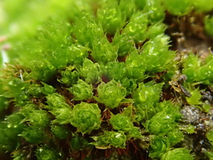 Ptychostomum pallescens