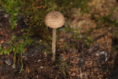 Cystoagaricus hirtosquamulosus