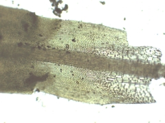 Trichostomum brachydontium image