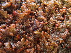 Frullania tamarisci