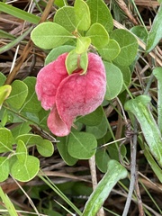 Exobasidium ferrugineae