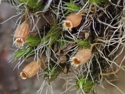 Grimmia decipiens image