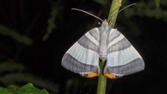 Opisthoxia miletia
