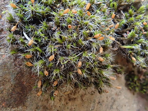 Image of Great Grimmia by (c) Christian Berg, some rights reserved (CC BY)