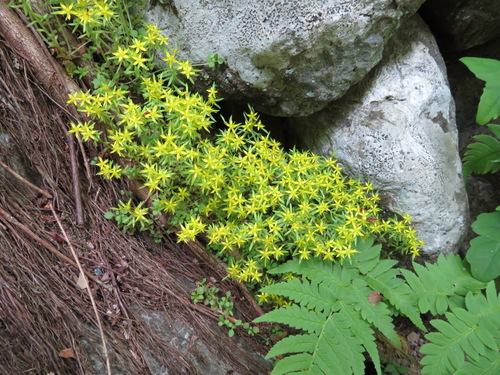 Sedum subtile