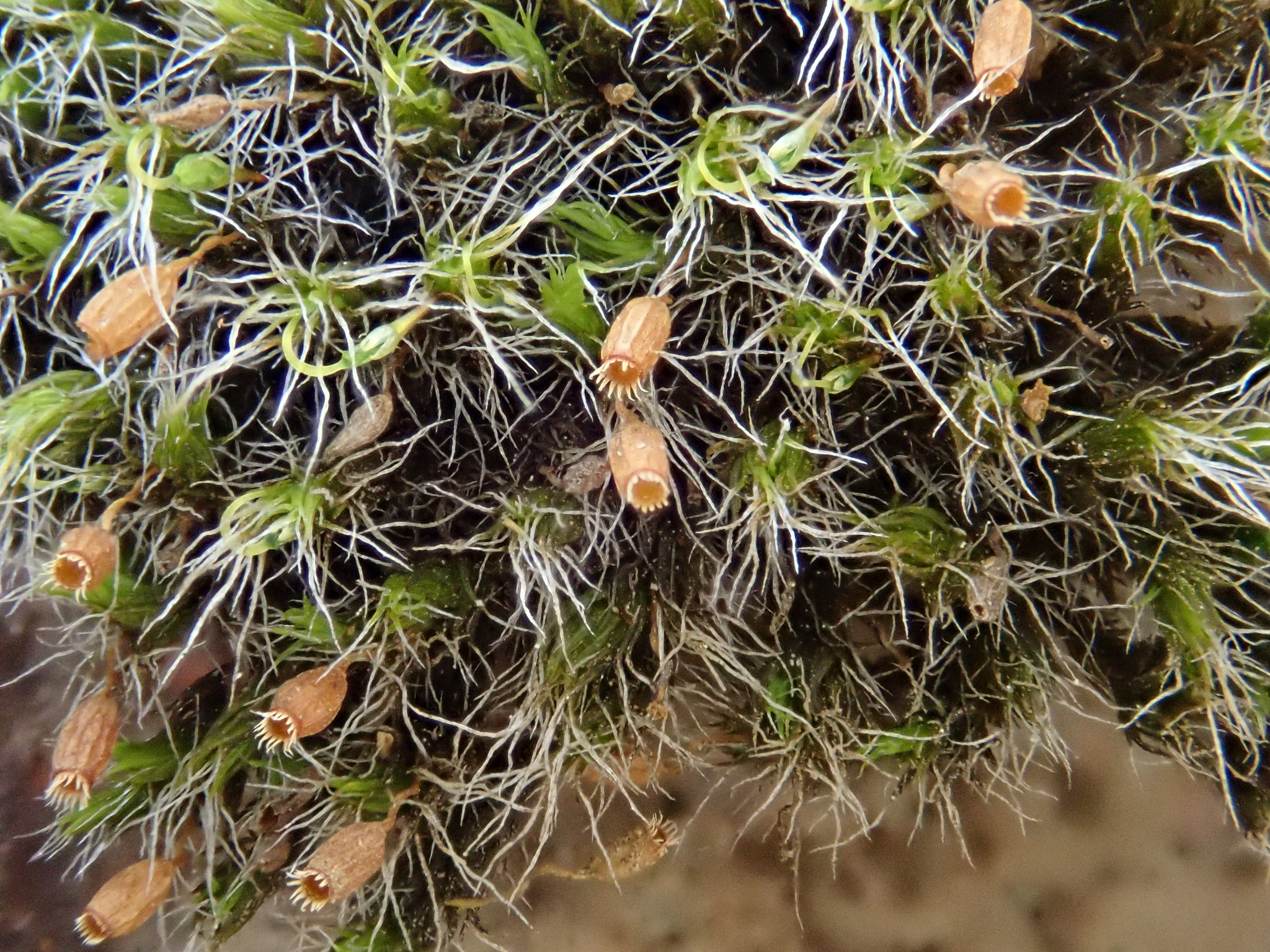 Grimmia decipiens