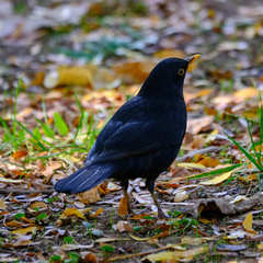 Turdus merula