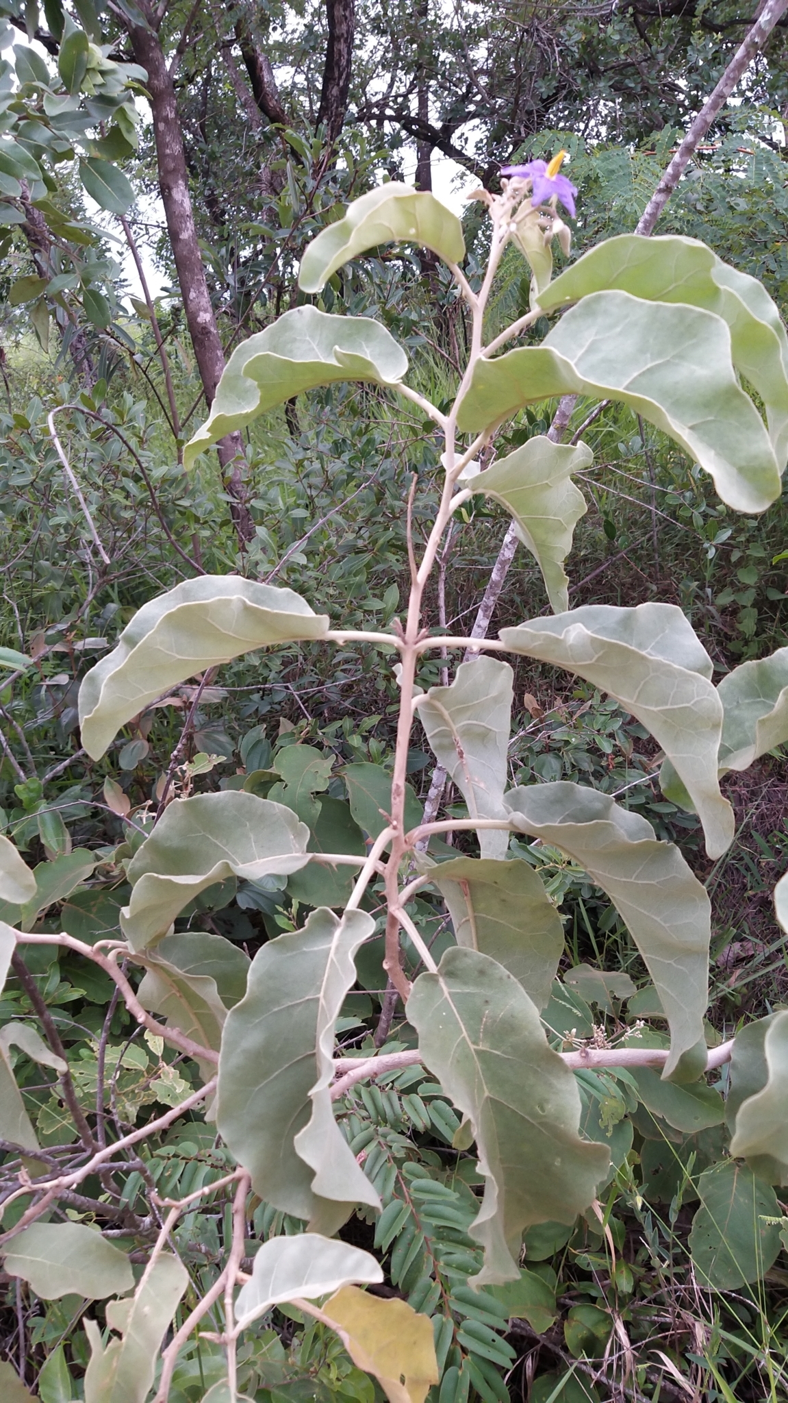 Solanum lycocarpum