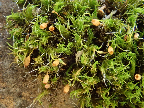 Image of Grimmia trichophylla by (c) Christian Berg, some rights reserved (CC BY)