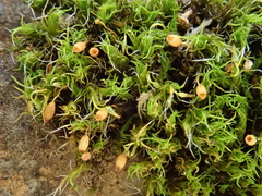 Image of Grimmia trichophylla