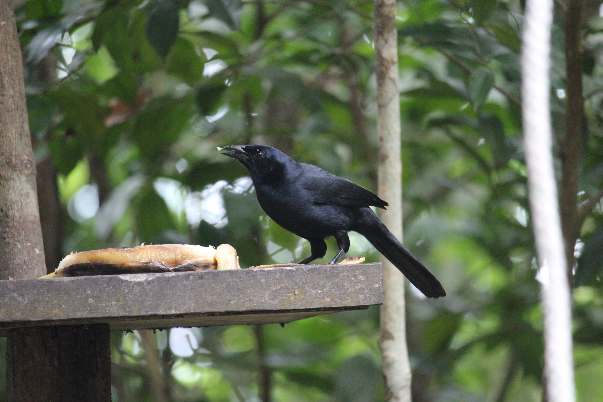 Melodious Blackbird (Dives dives)