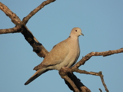 Streptopelia decaocto