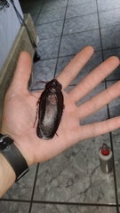 Megaloblatta blaberoides