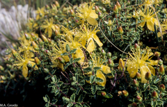 Hypericum balearicum