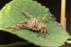 Heteropoda pingtungensis