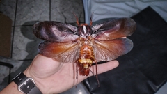 Megaloblatta blaberoides