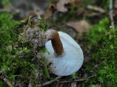 Hypomyces chrysospermus
