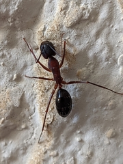 Camponotus barbaricus