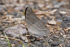 Marpesia livius