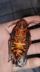 Megaloblatta blaberoides