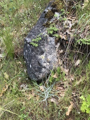 Fritillaria micrantha