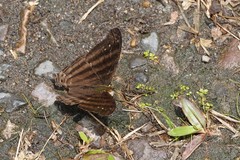 Marpesia livius