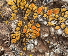 Polycauliona bolacina