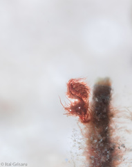 Phycocaris simulans