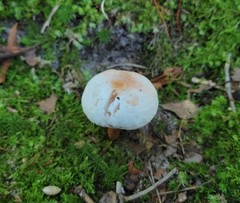 Hypomyces chrysospermus