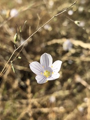 Leptosiphon liniflorus