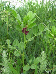 Vicia serratifolia