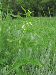 Vincetoxicum hirundinaria hirundinaria