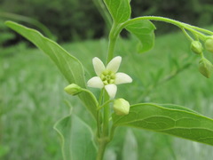 Vincetoxicum hirundinaria hirundinaria