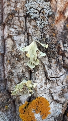 Ramalina sinensis