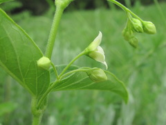 Vincetoxicum hirundinaria hirundinaria