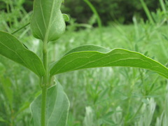 Vincetoxicum hirundinaria hirundinaria