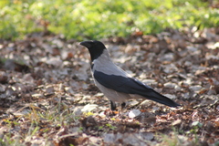 Corvus cornix