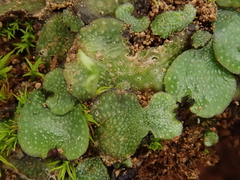 Targionia hypophylla image