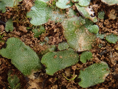 Targionia hypophylla image