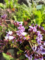 Limonium benmageci