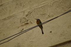 Merops lafresnayii