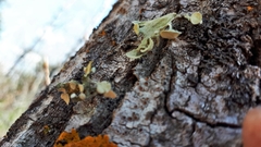 Ramalina sinensis