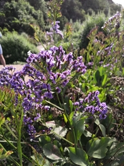 Limonium benmageci