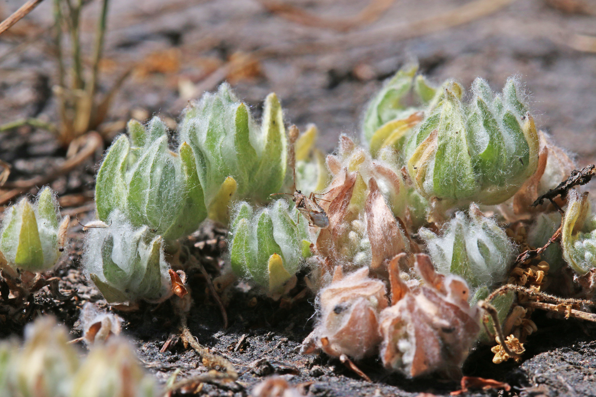 Psilocarphus